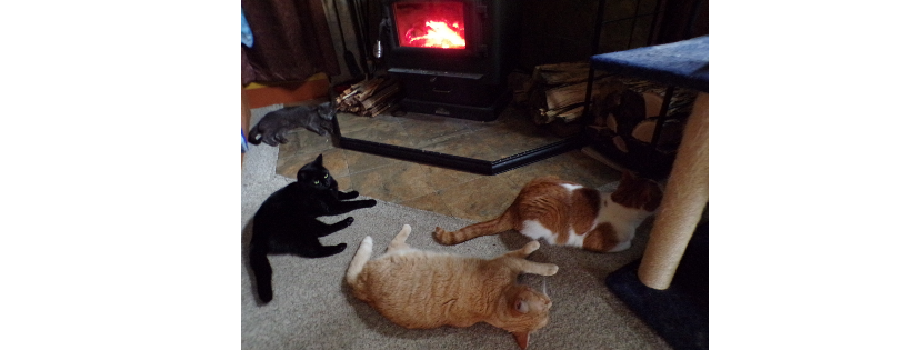 Rosegate Furever Home