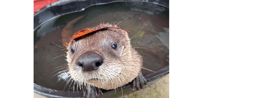 Woodside Wildlife Rescue
