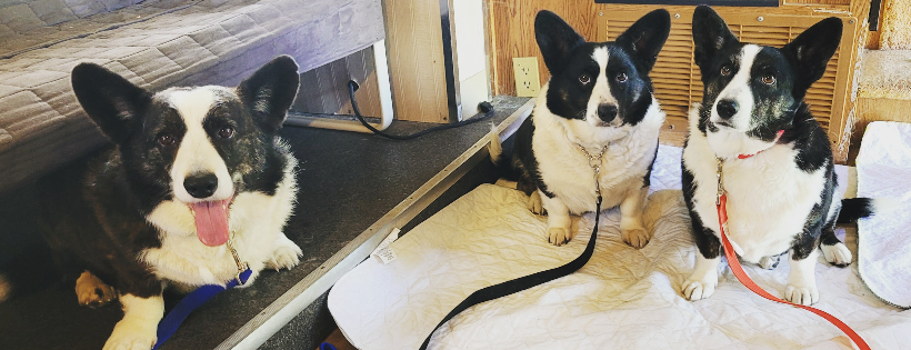 Lower Mainland Humane Society