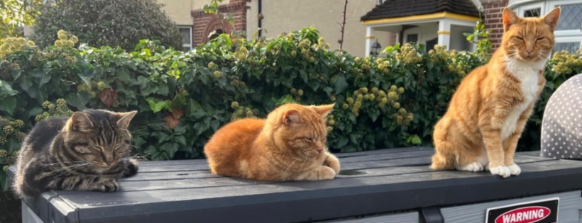 Ginger House Cat Rescue Worcester Park
