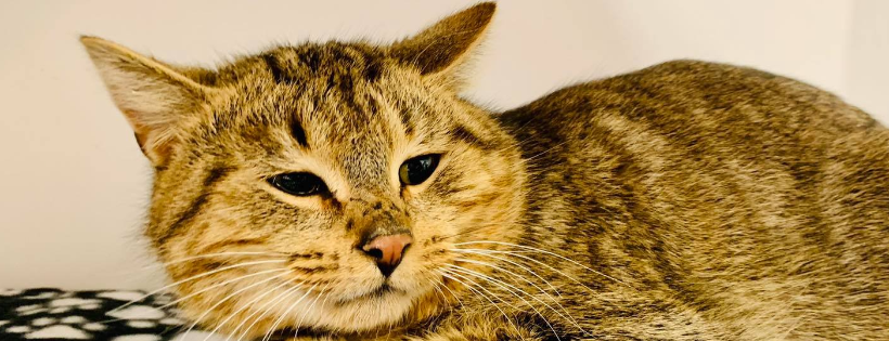 Lapeer County Animal Control