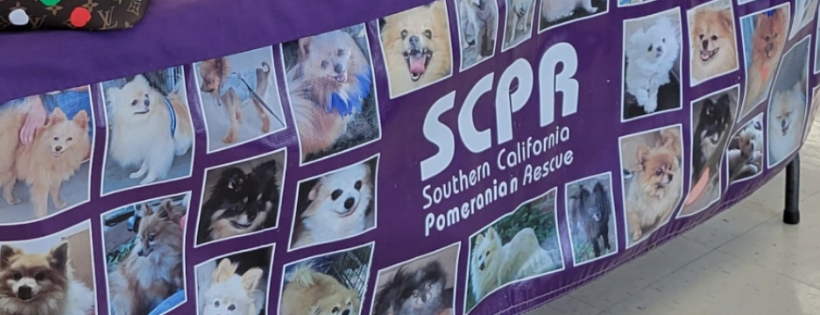 Southern California Pomeranian Rescue
