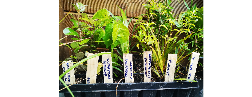Mahurangi West Pest Inc.
