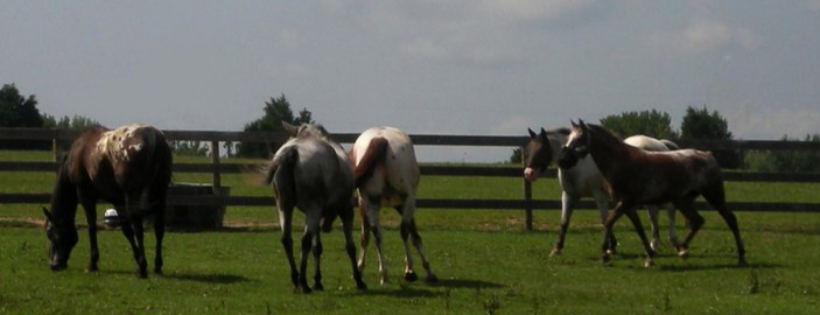 White Bird Appaloosa Horse Rescue