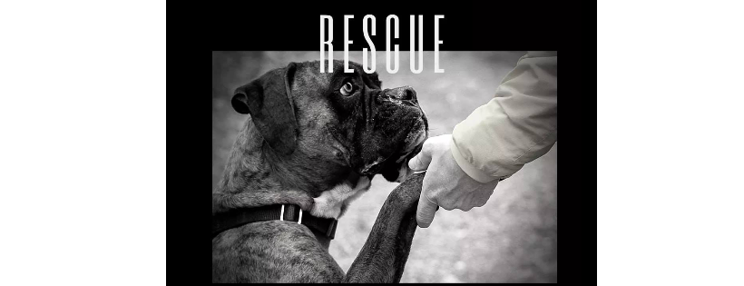 Ho-Bo Care Boxer Rescue