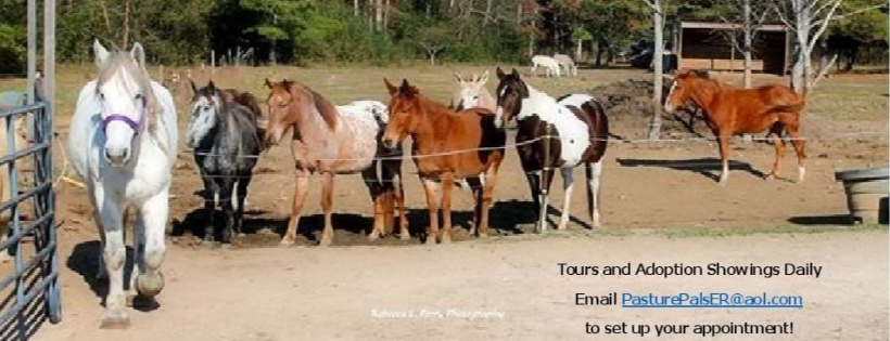 Pasture Pals Equine Rescue, Inc.