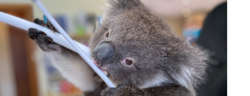 Adelaide Koala and Wildlife Centre