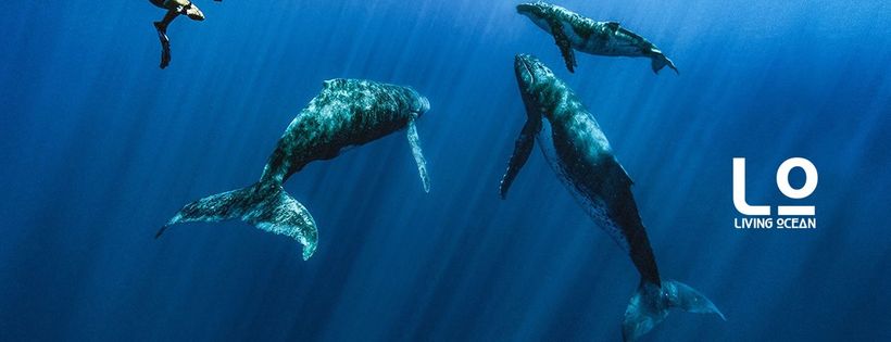 Living Ocean Incorporated