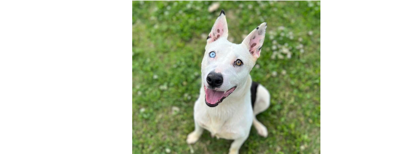Dyersburg - Dyer County Humane Society