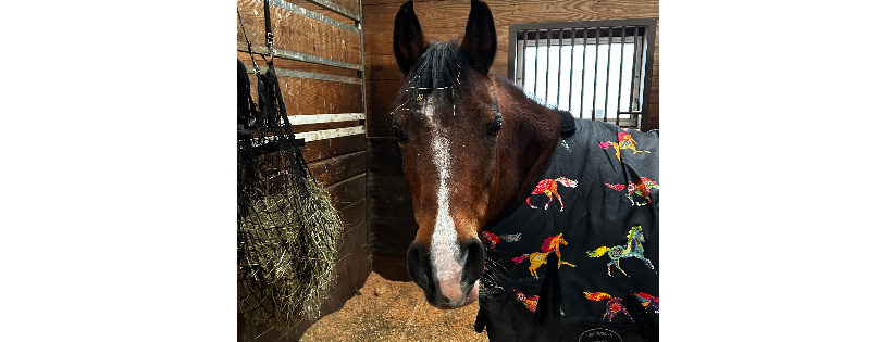 Operation Hold Your Horses, Inc