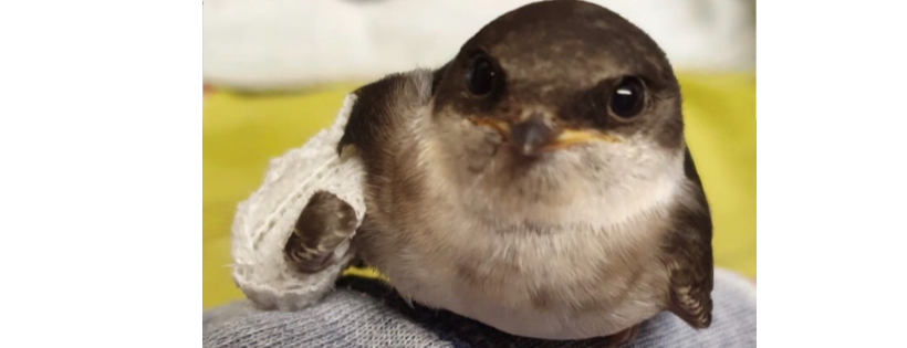 Blue Highlands Bird Rescue
