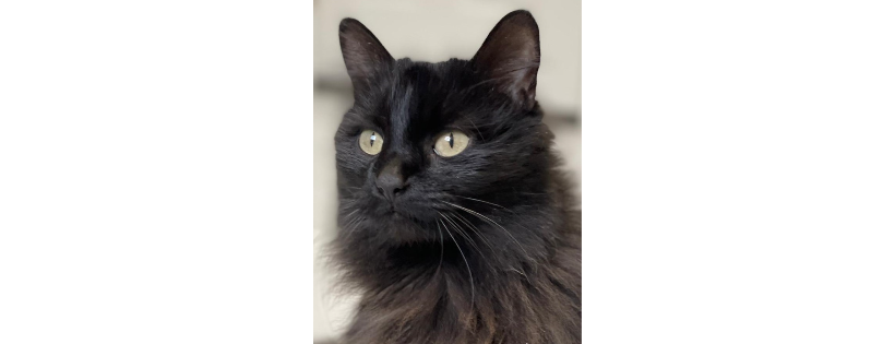 St. Francis Animal Shelter