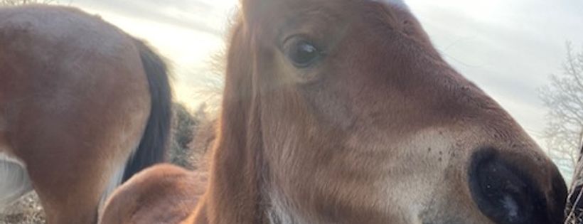 The 5 Freedoms Ranch Rescue and Rehabilitation Society
