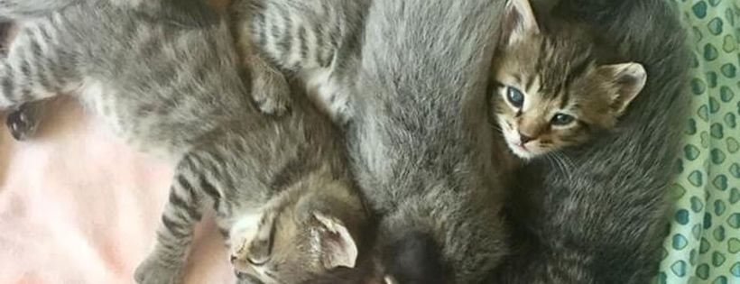 Forget me not animal Rescue Society