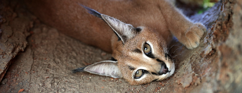 Wild Cat Conservation Centre