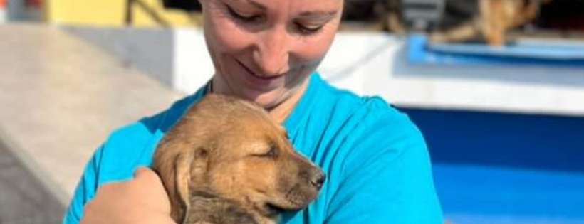 Nala dog rescue UK