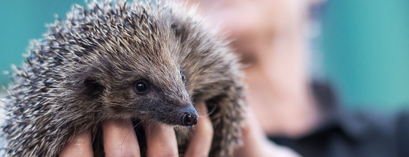Freshfield Animal Rescue