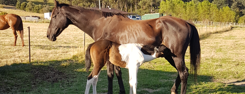 Tasmanian Animal Rescue and Sanctuary