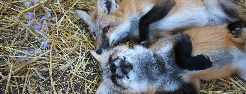 Northern Neverland Fox Rescue