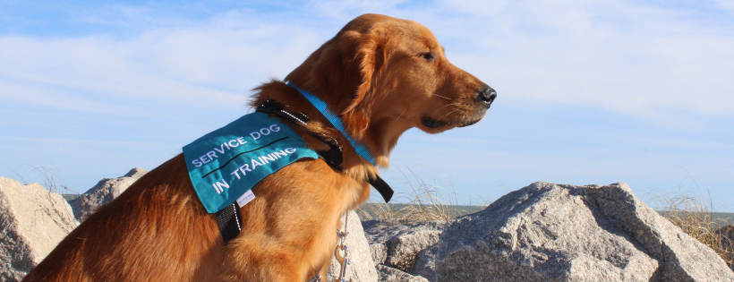 Bayside Service Dogs