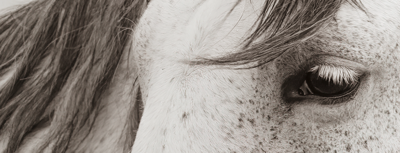 The Wild Beauty Foundation