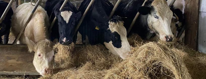The Retreat Animal Rescue Farm Sanctuary