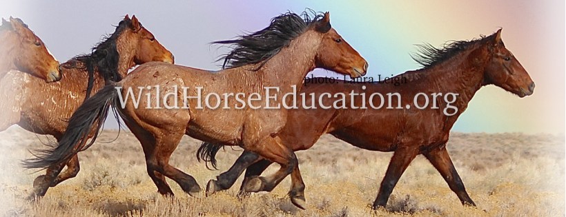 wild horse education