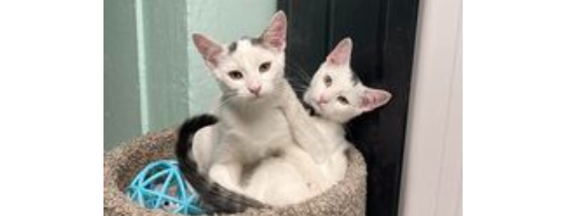 Humane Society of Rome, NY Inc.