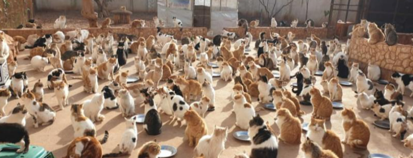 Ernesto's Sanctuary for Syrian Cats
