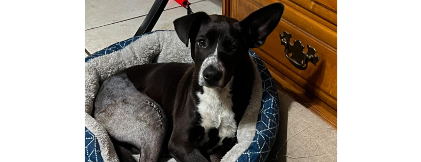 Pawsitively furever dog rescue