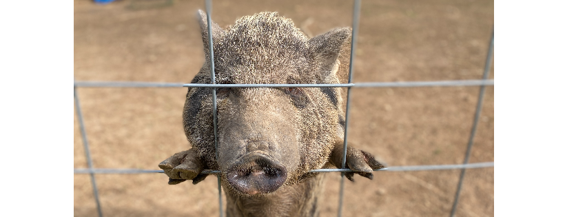 MAY FARM SANCTUARY