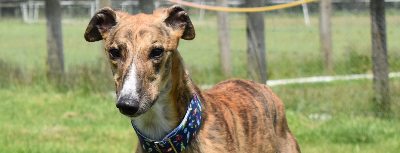 Woodside Animal Welfare Trust