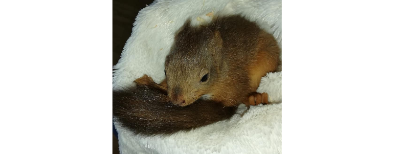 Wildlife rescue cork