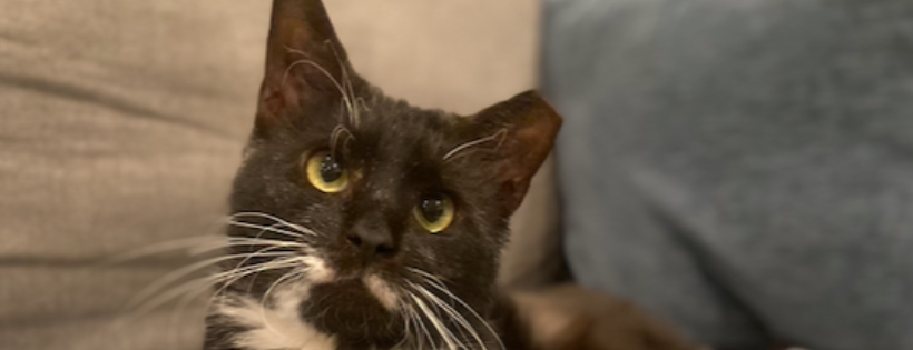 Little Beans' Hope Rescue