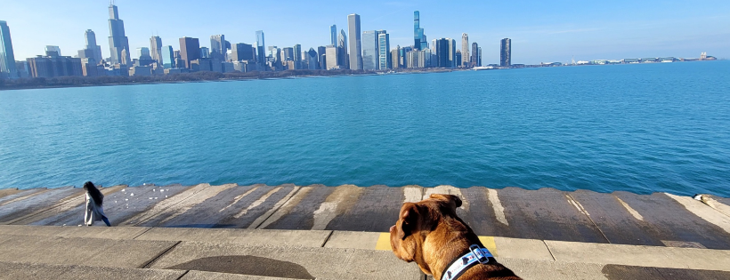 Chi-Town Pitties, Inc