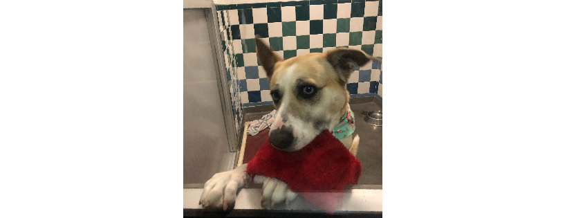 Save Lucky Paws / Friends of Lucky Paws