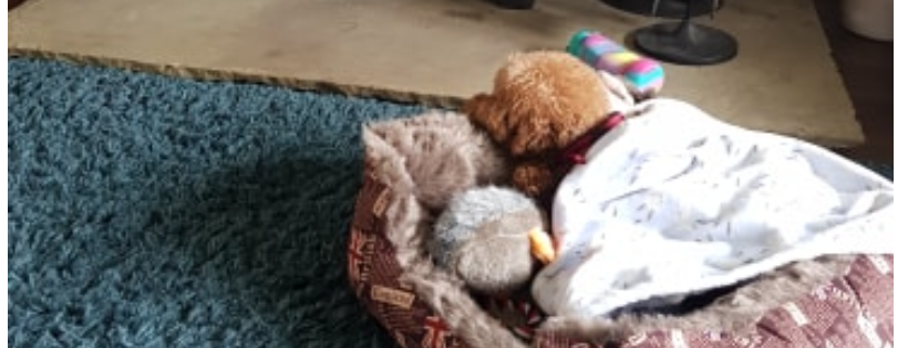 Home for China Dogs
