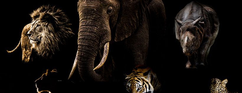 For the Love of Wildlife Ltd
