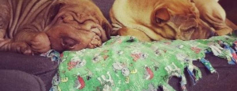 WA Shar Pei Protection Inc