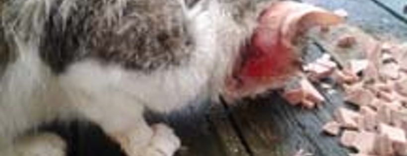 CA-R-MA.org - Cat Rescue Maritimes