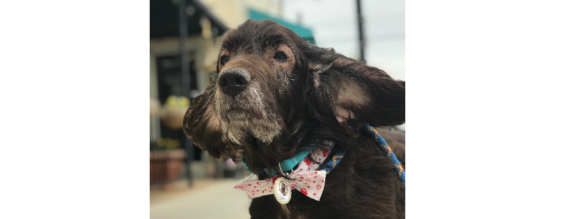 Boykin Spaniel Rescue, Inc.