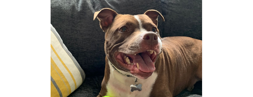 Staffie Smiles Rescue