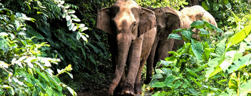 Lao Elephant Initiative