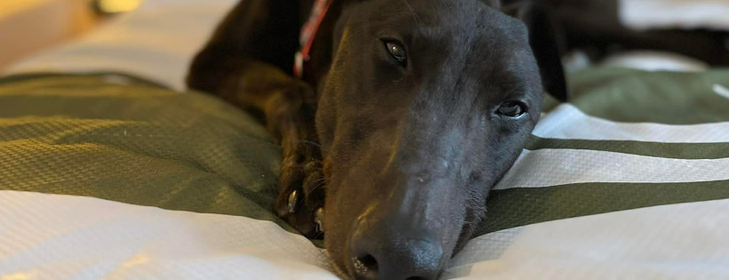 Greyhound Pets of Newfoundland