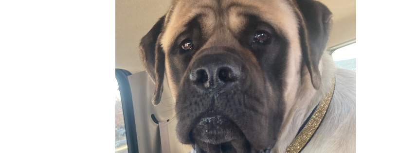 Lucie's Mastiff Mission