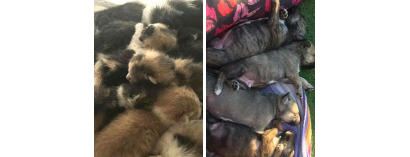 Best Friends Pet Rescue Association Inc. NSW R251000010