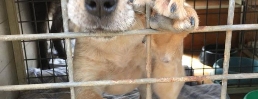 Lucky Paws Dog Rescue Inc