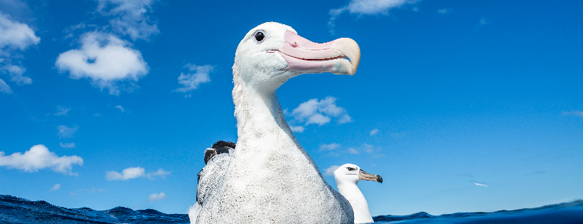 Kaikoura Wildlife Centre Trust