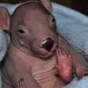 Cedar Creek Wombat Rescue and Hospital Logo