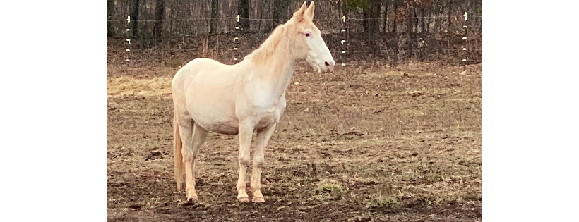 Long Ear Rescue